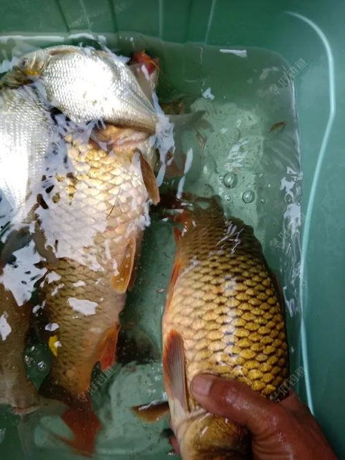 日本进口鲫鲤爆料视频,视频爆料揭示惊人真相 第3张 日本进口鲫鲤爆料视频,视频爆料揭示惊人真相 第3张